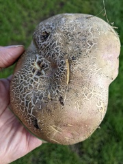 Rubroboletus legaliae