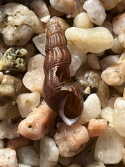 Melanoides tuberculata