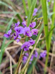 Hardenbergia