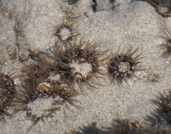 Anthopleura