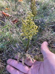 Sceptridium dissectum