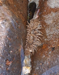 Anthopleura