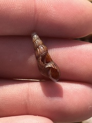 Melanoides tuberculata