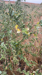 Atriplex sagittata