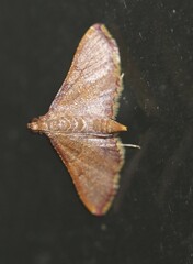 Endotricha mesenterialis