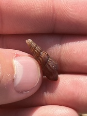 Melanoides tuberculata