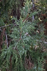 Juniperus foetidissima