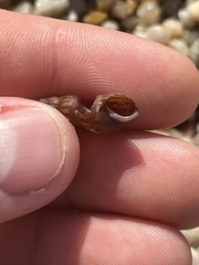 Melanoides tuberculata