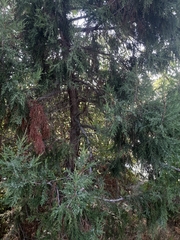 Juniperus foetidissima