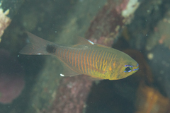 Orangelined Cardinalfish photo 4