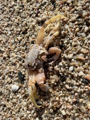 Ocypode occidentalis