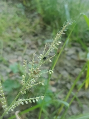 Echinochloa colona