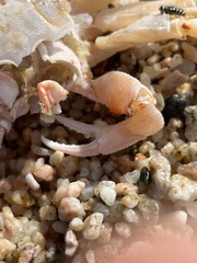 Ocypode occidentalis