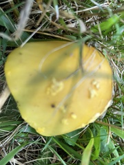Suillus brevipes