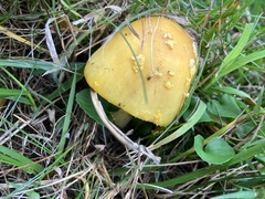 Suillus brevipes