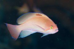 Pseudanthias hypselosoma