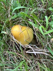 Suillus brevipes
