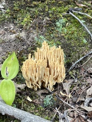 Ramaria stricta