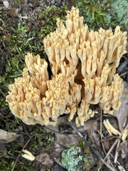 Ramaria stricta
