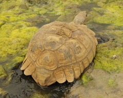Stigmochelys pardalis