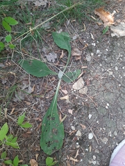 Pentanema squarrosum