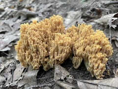 Ramaria stricta