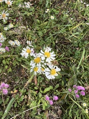 Symphyotrichum pilosum