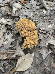 Ramaria stricta