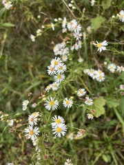 Symphyotrichum pilosum