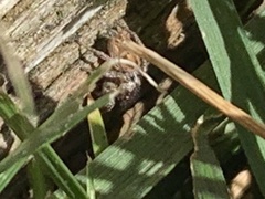 Habronattus pyrrithrix