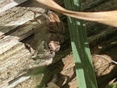 Habronattus pyrrithrix