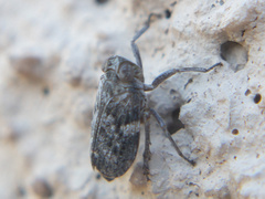 Picumna maculata