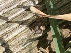 Habronattus pyrrithrix