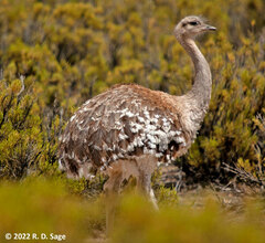 Rhea pennata