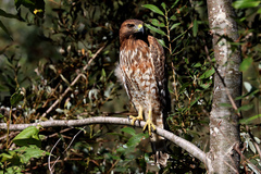 Buteo lineatus elegans