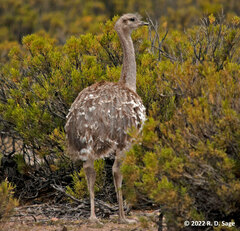 Rhea pennata