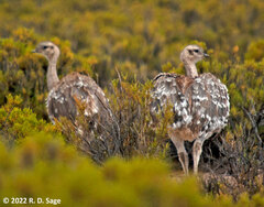 Rhea pennata