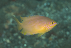 Pomacentrus amboinensis