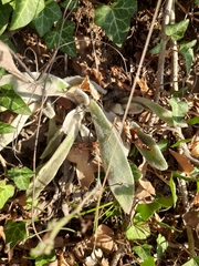 Stachys cretica