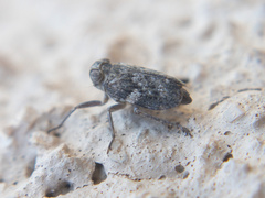 Picumna maculata