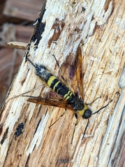 Eriotremex formosanus