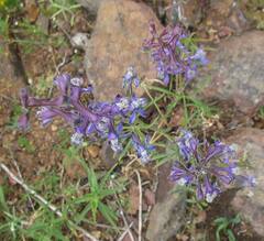 Delphinium nuttallianum