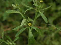 Ranunculus sceleratus