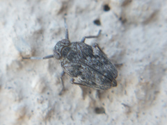 Picumna maculata