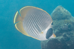 Chaetodon adiergastos