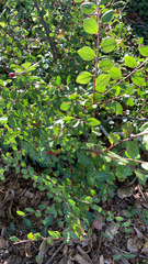 Symphoricarpos orbiculatus
