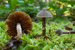 Cortinarius flexipes
