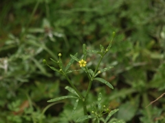 Ranunculus sceleratus
