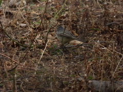 Camptostoma obsoletum