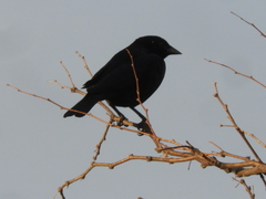 Molothrus rufoaxillaris
